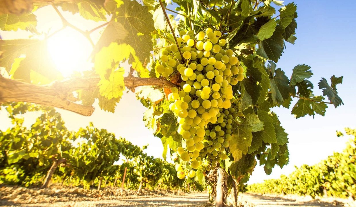 vineyard in menorca